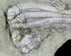 Bargain Agaricocrinus Crinoids - Crawfordsville, Indiana #68586-3